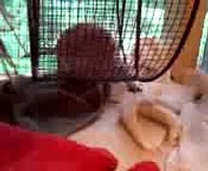 my pet black tailed prairie dog