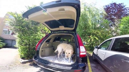 Tango's Birthday - 8 years old labrador - GoPro HERO4 Black Edition