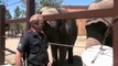Funny Animals Elephants at Calgary Zoo   Funny Videos 2015