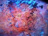 Crociera subacquea mar rosso Scuba cruise red sea