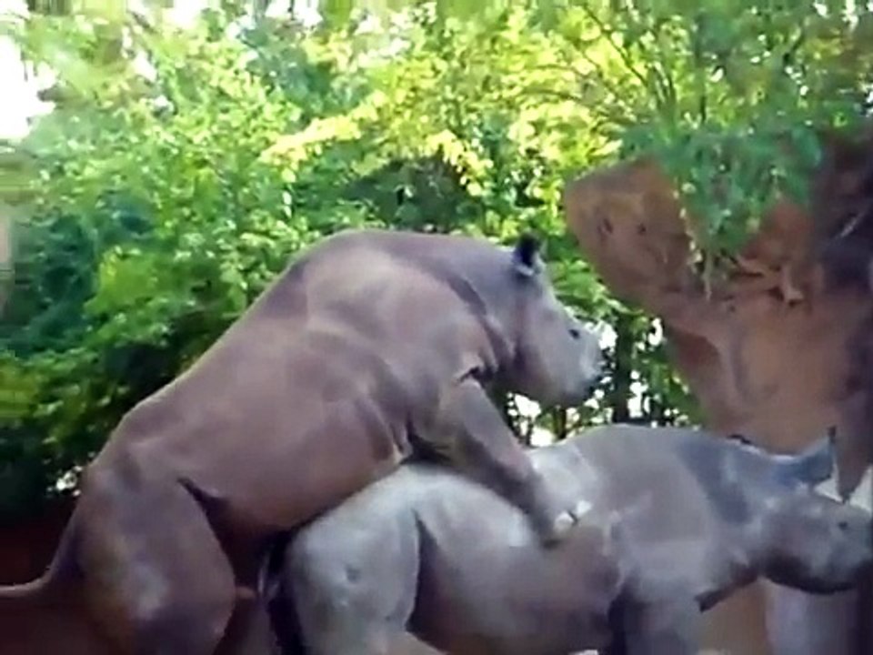 Nashörner machen Liebe ;D