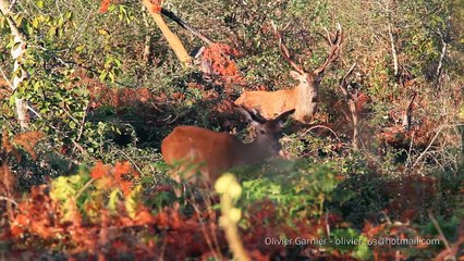 Cerf Elaphe - Brâme du Cerf - Automne 2012 (avec passage de sangliers) - Red Deer