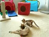 Kitten Crazies
