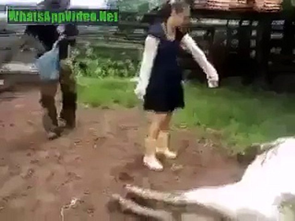 funny video compilation