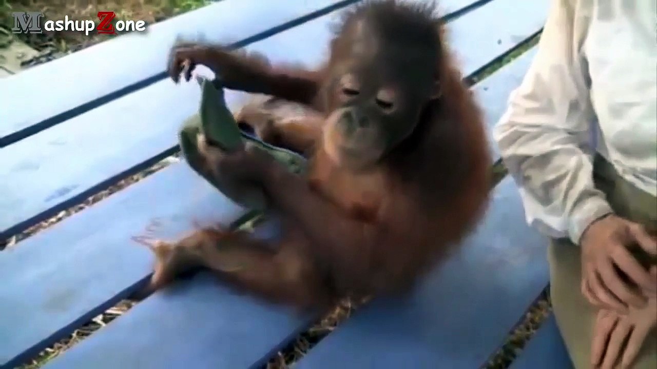 Funny Monkey Videos