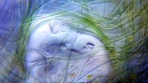 Water Life Under Microscope (400 - 1000x) - 1080p HD