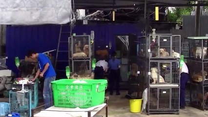 Boycott the bad breeder: Dr. Fiona Woodhouse, deputy director of welfare, talks about the campaign