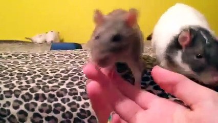 My first video!! Meet my rats