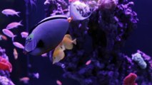 Seahorse Aquariums Advert for Irish Cinema's for Nemo 3D