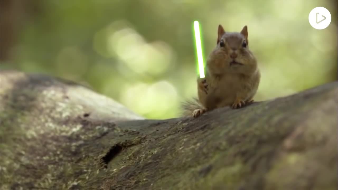 Jedi Chipmunks : Bataille au sabre laser