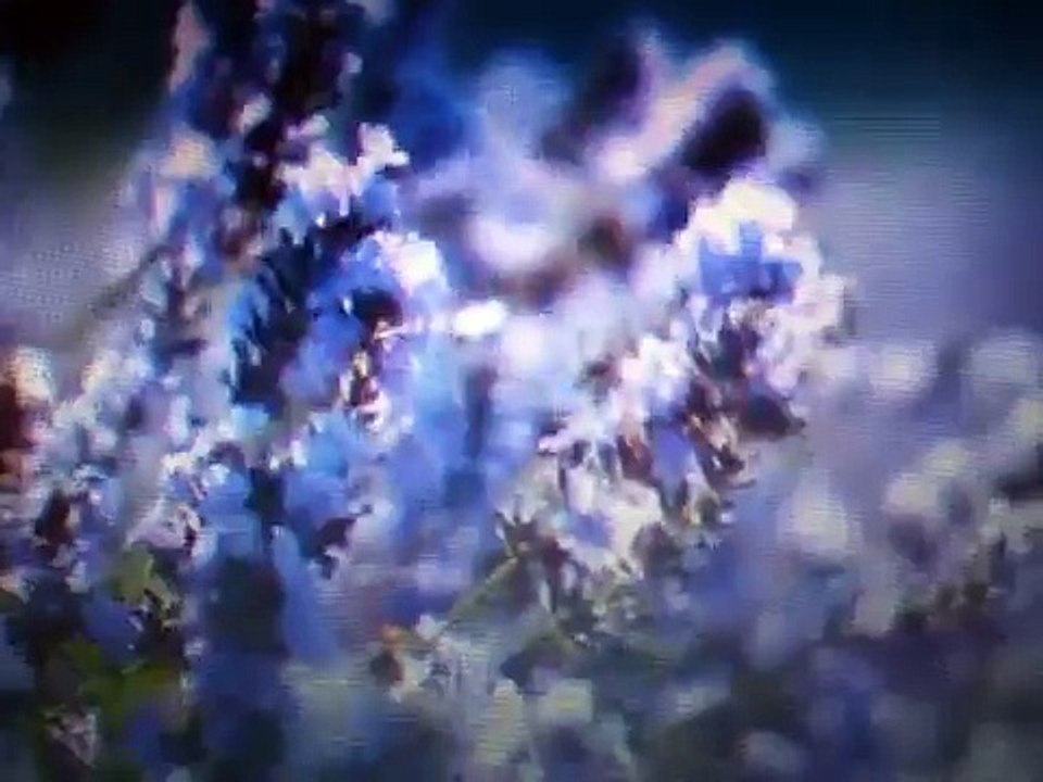One bottle of Lavender