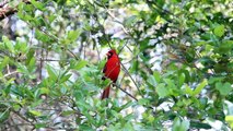 Male Northern Cardinal (Red Bird) Calling and Singing  - HD 1080p