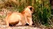 Lion Attack Lion | Animal Planet 2015 | Wildlife Documentary | National Geographic Animals