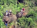 Elephant Volunteering in Thailand with WLS International