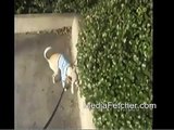 Dog Peeing On Curb