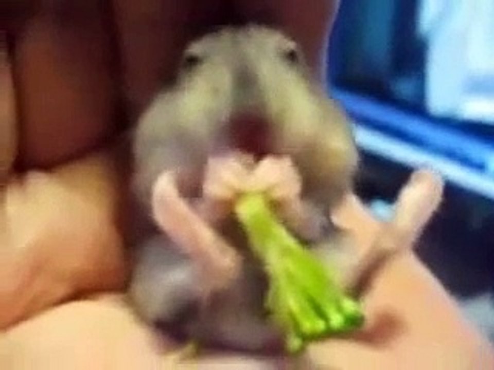 Baby Hampster