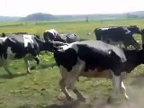 Happy cows