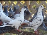 My Homing Pigeons/ New Young Bird Loft