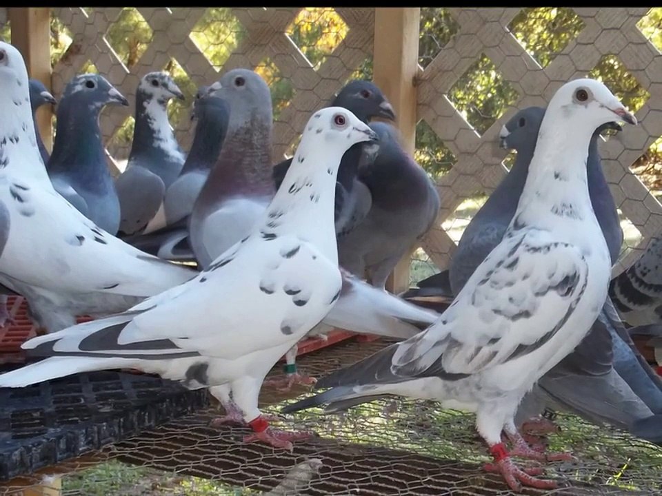My Homing Pigeons/ New Young Bird Loft