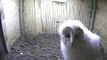 Cornish barn owlet jumps, flaps, pounces - The Barn Owl Trust, WildlifeTV