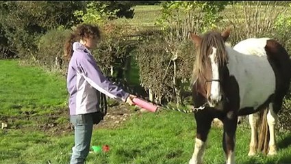 Teach your Horse how to Lead using Clicker Training!