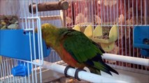 Home for birds. Yellow sided green cheek conure.  Sun conure. Jenday conure.