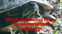 Turtle laying eggs at Riverbend.mpeg