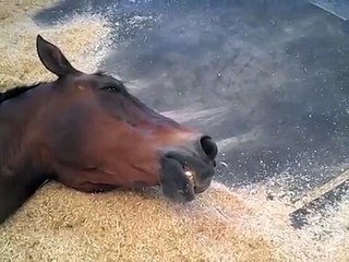 Alicia equine seizures