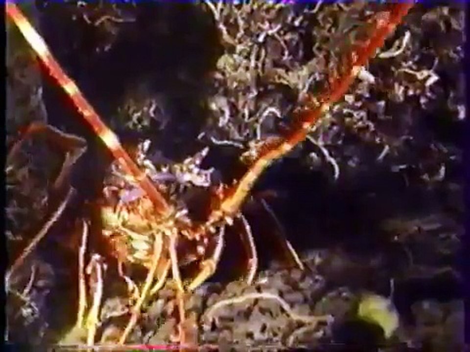 Vidéo cours de plongee préparation N2  49 mn