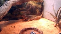 Bearded Dragon Eating Fuzzy