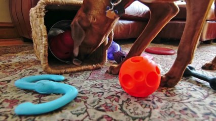 (Un)Crate Training Rhodesian Ridgeback Puppy - Marking Our Territory | Petcentric