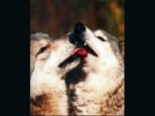 Wolf Tribute - Open Your Eyes