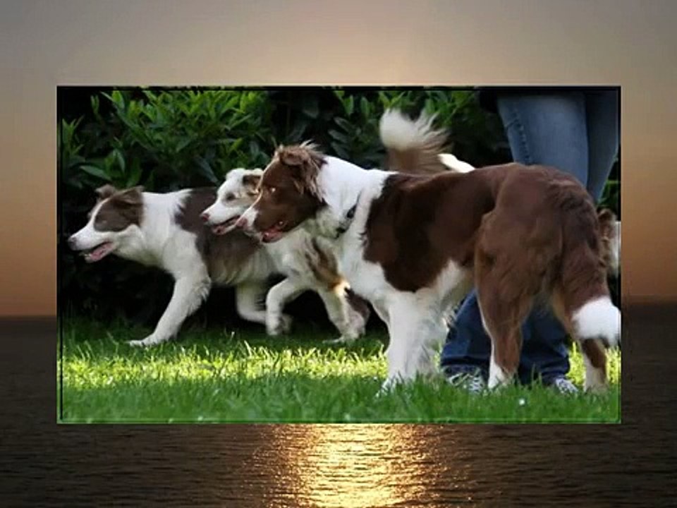 Border Collie Treffen