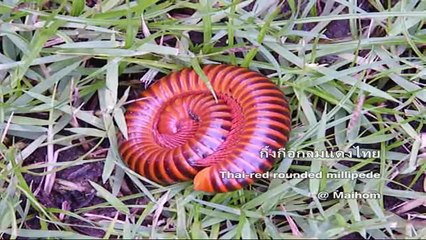 Millipede - กิ้งกือ