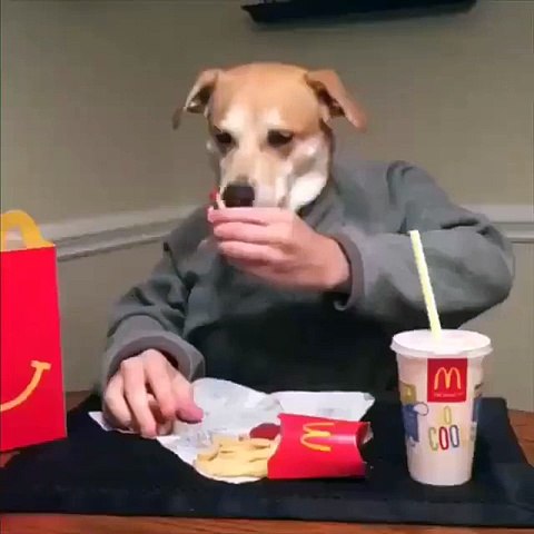 Dog eating McDonald's ;)