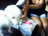 Como escovar uma cachorra poodle sem que ela morda