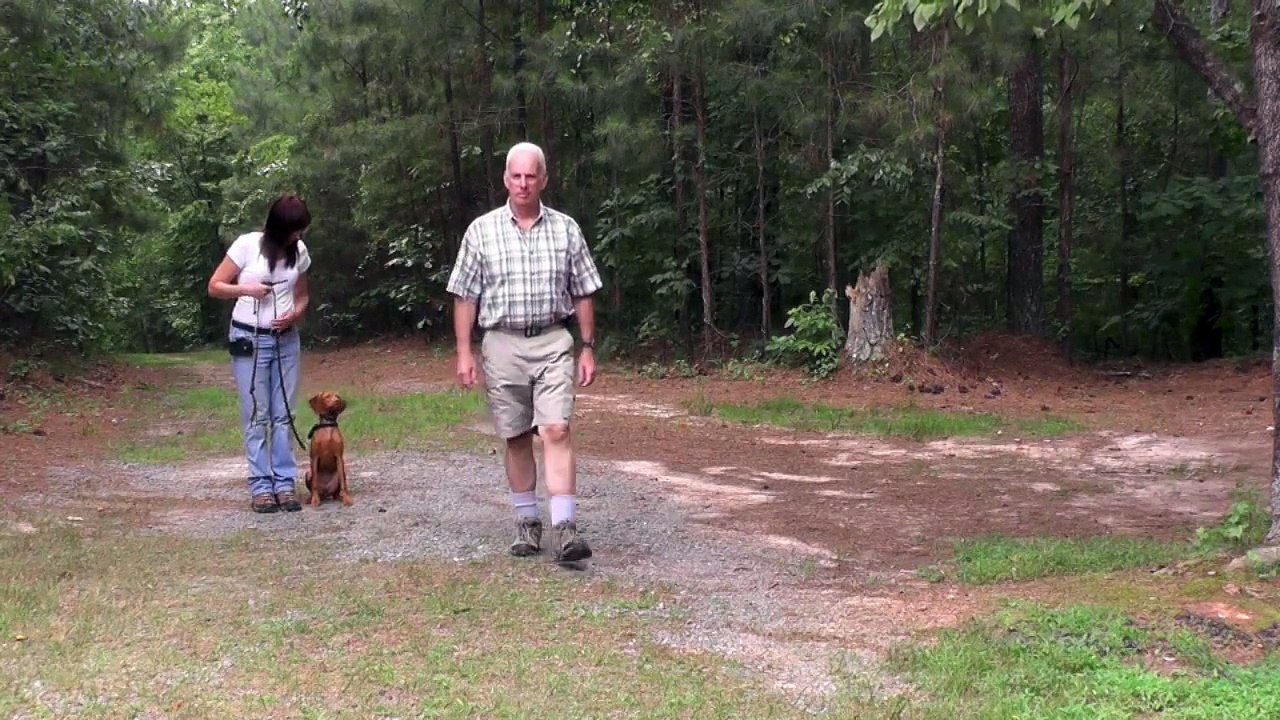 Dog Training, Vizsla, Day 7: Distraction Training at the Park, Greeting People