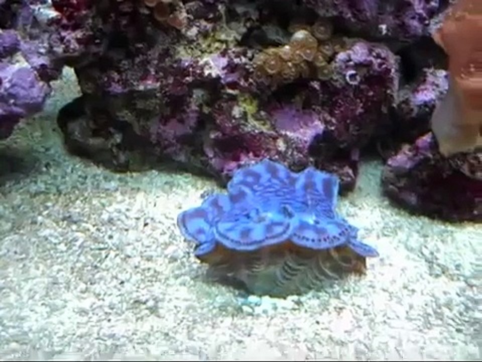 How to ckeep a blue maxima clam.
