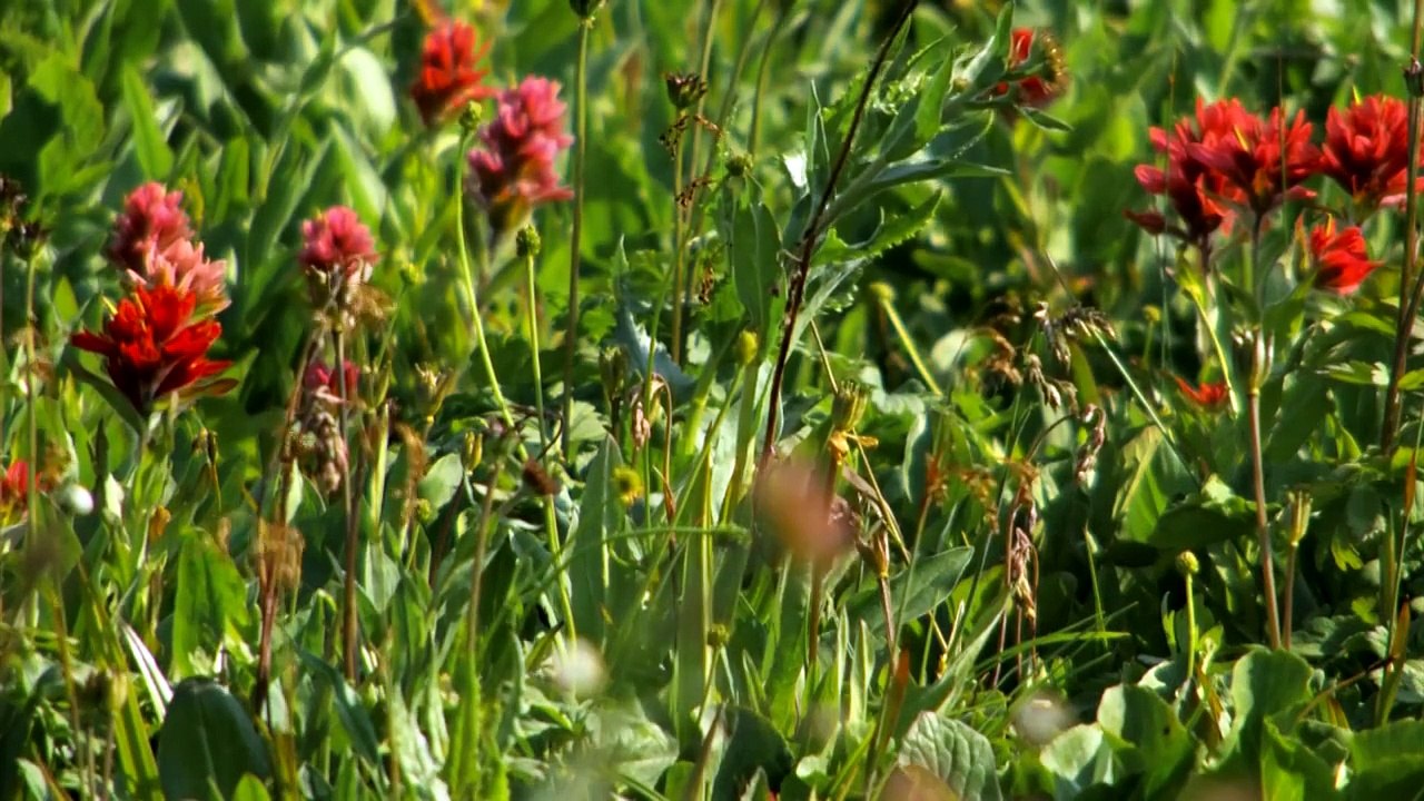 Parc national Banff -- Randonnée en Égypte