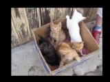 Animales adoptados en Talca