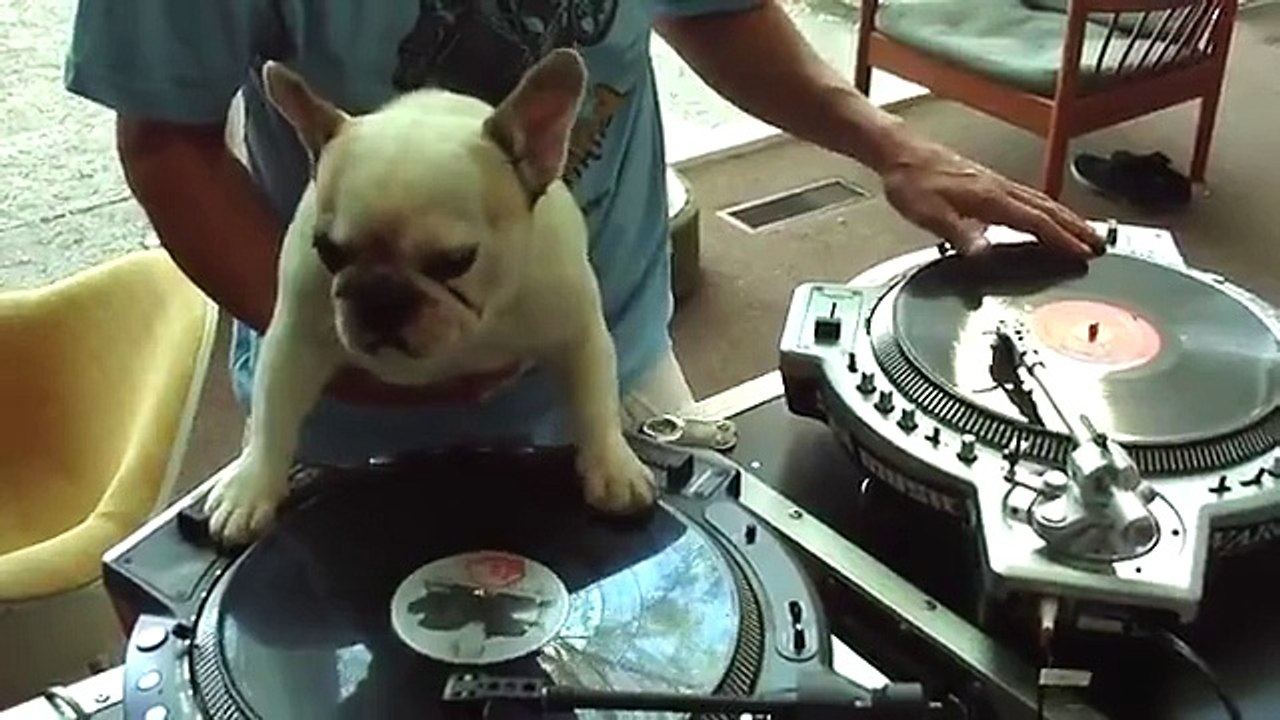Dj Dog