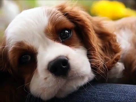 Cutest Puppies For Christmas Gift Ideas