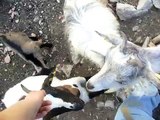 Chèvres miniatures des Tourelles - Câlins avec mes chèvres toys