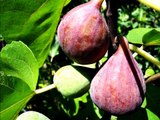 Trees of Joy, a few fig varieties