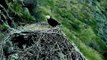 Bald Eagle Diet Shift Enhances Conservation
