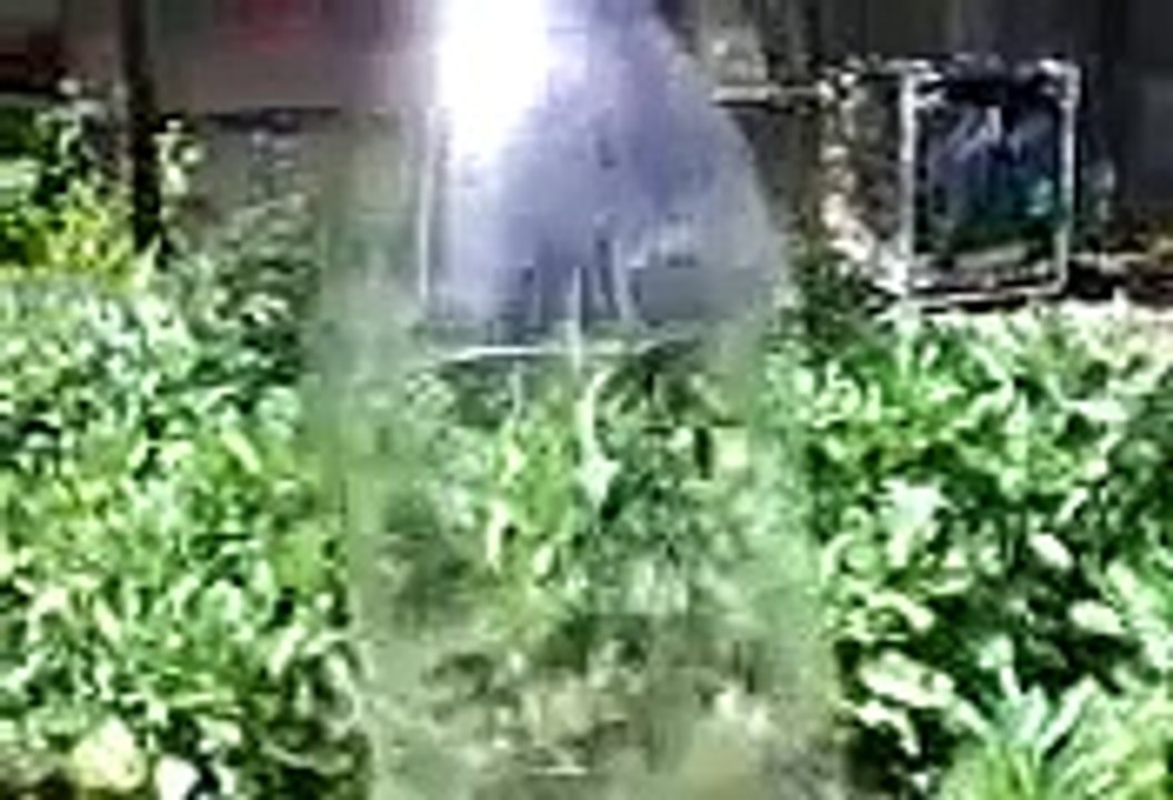 Trampa Casera Para Matar Tijeretas