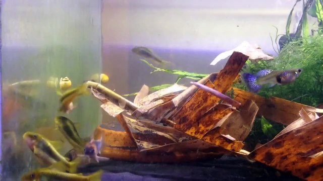 Happy green laser corydoras, eques corydoras, bluegrass gup