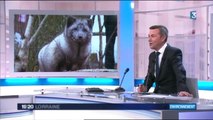 Arrivée des renards polaires au Parc de Sainte-Croix par France 3 Lorraine - fev 2015