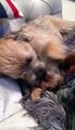 Cute dog giving his best friend a bath