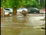 Georgia Hit By Deadly Floods, Animals Escape Zoo